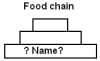 Food Chains Ecology Quiz - Quiz